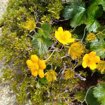 登山道沿いの花