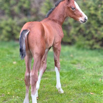 Hengstfohlen von Darry Lou x Berlin