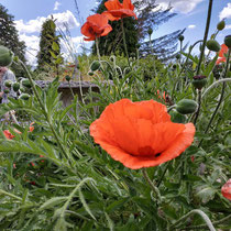 Un camping au milieu des fleurs et de la verdure.