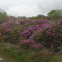 La route des rhododendrons.