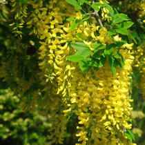 Dans une rue de Galway, une cystise à grappes  en fleurs.