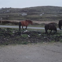 Ile de South Uist - Des chevaux sauvages, en fin de soirée près du camping-car.