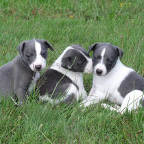 chiots whippet