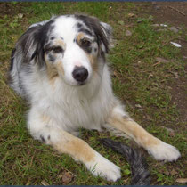 die wunderschöne Amy - Australian Shepherd