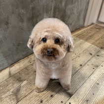 sealy　シーリー　表参道　南青山　外苑前　神宮前　トリミングサロン　ドッグサロン　トイプードル　射手今日子 