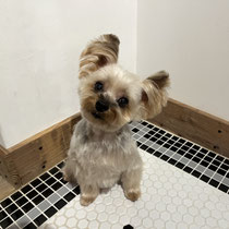 sealy　シーリー　表参道　南青山　外苑前　神宮前　トリミングサロン　ドッグサロン　トイプードル　射手今日子 