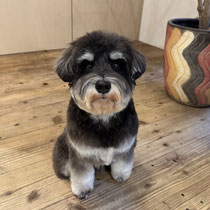 sealy　シーリー　表参道　南青山　外苑前　神宮前　トリミングサロン　ドッグサロン　トイプードル　射手今日子 