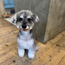 sealy　シーリー　表参道　南青山　外苑前　神宮前　トリミングサロン　ドッグサロン　トイプードル　射手今日子 