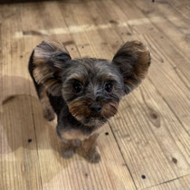 sealy　シーリー　表参道　南青山　外苑前　神宮前　トリミングサロン　ドッグサロン　トイプードル　射手今日子 