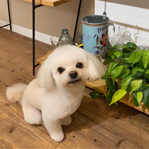 DOGSALONSEALY　ドッグサロンシーリー　表参道　南青山　外苑前　トリミングサロン　射手今日子　プードル 　トリマー