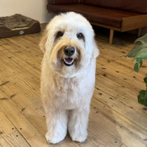 sealy　シーリー　表参道　南青山　外苑前　神宮前　トリミングサロン　ドッグサロン　トイプードル　射手今日子 