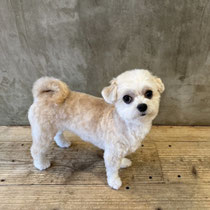 sealy　シーリー　表参道　南青山　外苑前　神宮前　トリミングサロン　ドッグサロン　トイプードル　射手今日子 