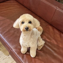 sealy　シーリー　表参道　南青山　外苑前　神宮前　トリミングサロン　ドッグサロン　トイプードル　射手今日子 