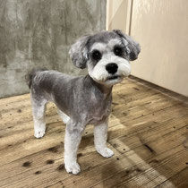 DOGSALONSEALY　ドッグサロンシーリー　表参道　南青山　外苑前　トリミングサロン　射手今日子　プードル 　トリマー