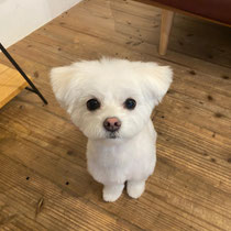 DOGSALONSEALY　ドッグサロンシーリー　表参道　南青山　外苑前　トリミングサロン　射手今日子　プードル 　トリマー
