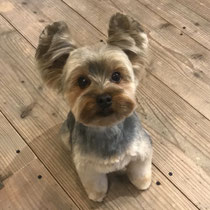 sealy　シーリー　表参道　南青山　外苑前　神宮前　トリミングサロン　ドッグサロン　トイプードル　射手今日子 ヨークシャーテリア