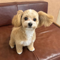 sealy　シーリー　表参道　南青山　外苑前　神宮前　トリミングサロン　ドッグサロン　トイプードル　射手今日子 