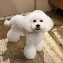 sealy　シーリー　表参道　南青山　外苑前　神宮前　トリミングサロン　ドッグサロン　トイプードル　射手今日子