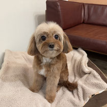 sealy　シーリー　表参道　南青山　外苑前　神宮前　トリミングサロン　ドッグサロン　トイプードル　射手今日子 