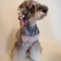 ミニチュアシュナウザー　トイプードル　表参道　外苑前　南青山　トリミングサロン