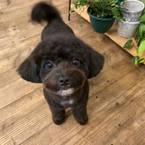 DOGSALONSEALY　ドッグサロンシーリー　表参道　南青山　外苑前　トリミングサロン　射手今日子　プードル 　トリマー