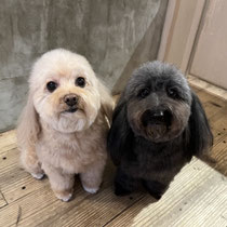 sealy　シーリー　表参道　南青山　外苑前　神宮前　トリミングサロン　ドッグサロン　トイプードル　射手今日子 