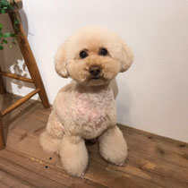 DOGSALONSEALY　ドッグサロンシーリー　表参道　南青山　外苑前　トリミングサロン　射手今日子　プードル