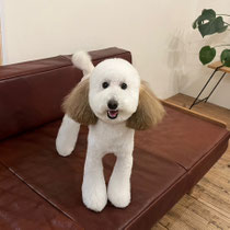 sealy　シーリー　表参道　南青山　外苑前　神宮前　トリミングサロン　ドッグサロン　トイプードル　射手今日子 