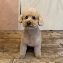 sealy　シーリー　表参道　南青山　外苑前　神宮前　トリミングサロン　ドッグサロン　トイプードル　射手今日子 