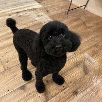 DOGSALONSEALY　ドッグサロンシーリー　表参道　南青山　外苑前　トリミングサロン　射手今日子　プードル 　トリマー