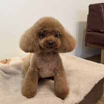 sealy　シーリー　表参道　南青山　外苑前　神宮前　トリミングサロン　ドッグサロン　トイプードル　射手今日子 