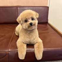 sealy　シーリー　表参道　南青山　外苑前　神宮前　トリミングサロン　ドッグサロン　トイプードル　射手今日子 