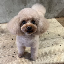 sealy　シーリー　表参道　南青山　外苑前　神宮前　トリミングサロン　ドッグサロン　トイプードル　射手今日子 