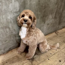 sealy　シーリー　表参道　南青山　外苑前　神宮前　トリミングサロン　ドッグサロン　トイプードル　射手今日子 