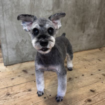 sealy　シーリー　表参道　南青山　外苑前　神宮前　トリミングサロン　ドッグサロン　トイプードル　射手今日子 