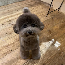 DOGSALONSEALY　ドッグサロンシーリー　表参道　南青山　外苑前　トリミングサロン　射手今日子　プードル 　トリマー
