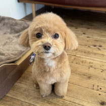 sealy　シーリー　表参道　南青山　外苑前　神宮前　トリミングサロン　ドッグサロン　トイプードル　射手今日子 