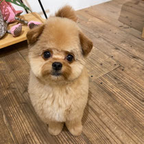 DOGSALONSEALY　ドッグサロンシーリー　表参道　南青山　外苑前　トリミングサロン　射手今日子　プードル 　トリマー