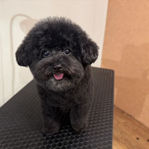 sealy　シーリー　表参道　南青山　外苑前　神宮前　トリミングサロン　ドッグサロン　トイプードル　射手今日子 