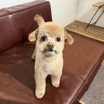 sealy　シーリー　表参道　南青山　外苑前　神宮前　トリミングサロン　ドッグサロン　トイプードル　射手今日子 