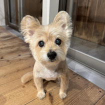 sealy　シーリー　表参道　南青山　外苑前　神宮前　トリミングサロン　ドッグサロン　トイプードル　射手今日子 