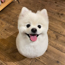 DOGSALONSEALY　ドッグサロンシーリー　表参道　南青山　外苑前　トリミングサロン　射手今日子　プードル 　トリマー