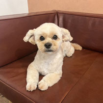 sealy　シーリー　表参道　南青山　外苑前　神宮前　トリミングサロン　ドッグサロン　トイプードル　射手今日子 