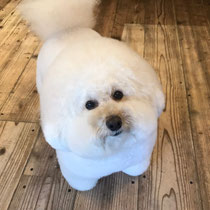 DOGSALONSEALY　ドッグサロンシーリー　表参道　南青山　外苑前　トリミングサロン　射手今日子　プードル 　トリマー