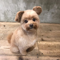 DOGSALONSEALY　ドッグサロンシーリー　表参道　南青山　外苑前　トリミングサロン　射手今日子　プードル 　トリマー　東京