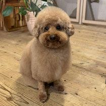 sealy　シーリー　表参道　南青山　外苑前　神宮前　トリミングサロン　ドッグサロン　トイプードル　射手今日子 