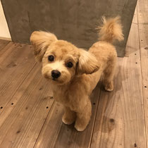 sealy　シーリー　表参道　南青山　外苑前　神宮前　トリミングサロン　ドッグサロン　トイプードル　射手今日子