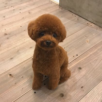 トイプードル　トイプードル　表参道　外苑前　南青山　トリミングサロン