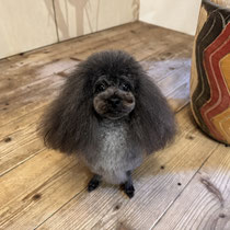 sealy　シーリー　表参道　南青山　外苑前　神宮前　トリミングサロン　ドッグサロン　トイプードル　射手今日子 