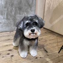 sealy　シーリー　表参道　南青山　外苑前　神宮前　トリミングサロン　ドッグサロン　トイプードル　射手今日子 